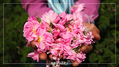 گلابگیری کاشان، گل محمدی در دست