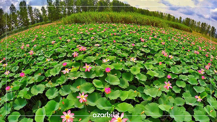برکه نیلوفر آبی در مازندران